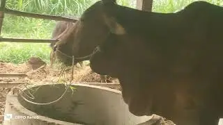 11thg1hai bộ mẹ con đực ba b mẫu đẹp LH 0977121001