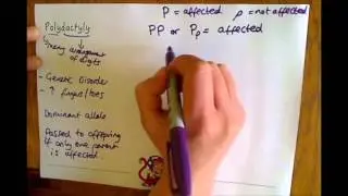 Additional Biology (B2) Polydactyly