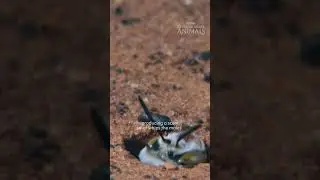 Extraordinary Animals: Dawson's Burrowing Bee