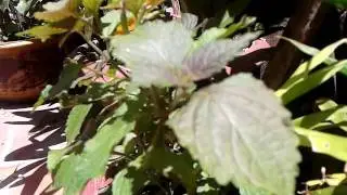 Test camera Samsung Galaxy Ace ( Apps: LG Camera Pro.apk )