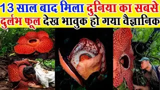 Biologist cries for joy after finding super rare flower rafflesia
