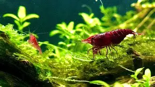 Ep.2 Low tech planted nano aquarium easy maintenance