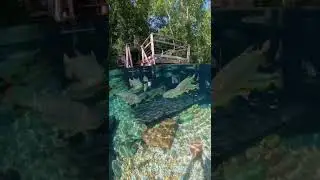 Swimming in crystal clear water along with fishes