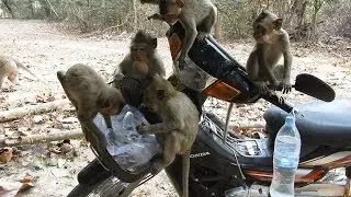Mila group monkeys shared foods on my motorbike