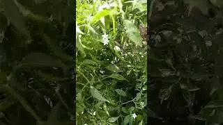 Chilli Plant In Container | Chilli Plant In Terrace Garden