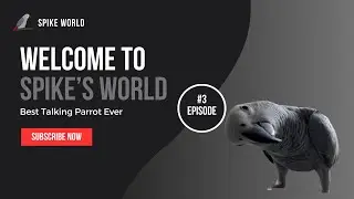 10 minutes for Best talking Parrot | Grey Parrot | Spike the Grey Bird