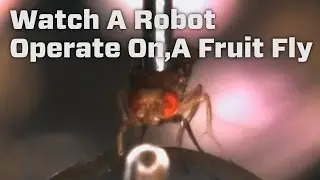 Watch A Robot Operate On A Fruit Fly