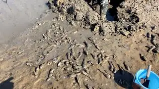 Catching Seafood🐙 Today the tide is low and  digging geoduck again,and the geoduck is flooding