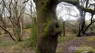 Barna Woods Walk Sunshine