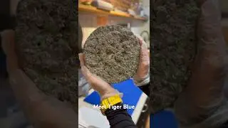 You must try TIGER BLUE 🐯 &hearts;️ #cheese #cheeselover #cheesemaking #food  #cheesetipsbyjess