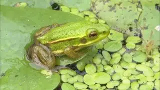 ARTIFICIAL BREEDING OF ENDANGERED FROG (News Today) l KBS WORLD TV 210803