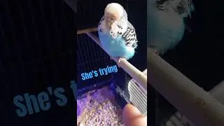 Saphi preens her damaged feathers 🪶