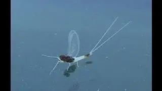 Strange Bugs