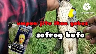 moment strike mancing casting ikan gabus kocolan umpan sofrog#castingsnackhead