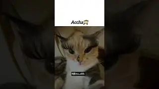 kase ho❌#aestheic&nbsp; #shortvideos #tweetreels #viralvideos #popular #sadquotes #cat