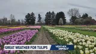 How has the weather this spring impacted the tulips ahead of Tulip Time?