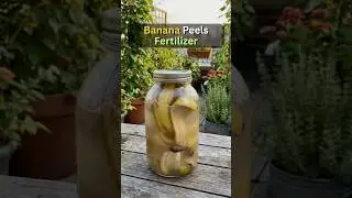केले के छिलकों से बनाए Organic फ़र्टिलाइज़र 🍌 Banana Peels Fertilizer