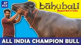 EP-15 All India 🇮🇳 Champion🐃🔥💥🏆 BAHUBALI BULL | 😱😱ബാഹുബലി | #haryana_round_up