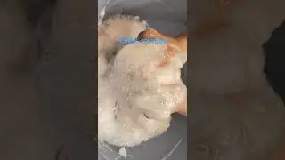 #spongesounds #oddlysatisfying #spongerinse #spongeasmr #relax #spongesqueezing