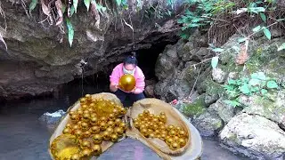 😱The cave is rich in shiny giant clams, which bear beautiful golden pearls. They are truly stunning.