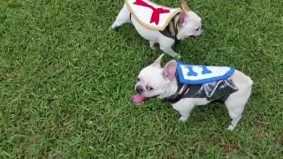 French Bulldogs monster hunting!