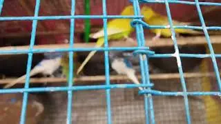 budgies breeding pairs beautiful birds#budgies#birds#trending#video#youtube#pets#videos#parrot#trend