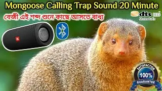 Mongoose Real HD Sound For Trap Calling. Hawaiian mongoose voice