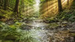 Nature Shorts Video Generated