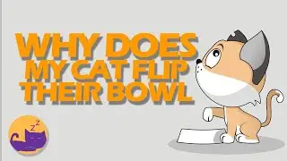 WHY Does my cat always flip their food bowl?!