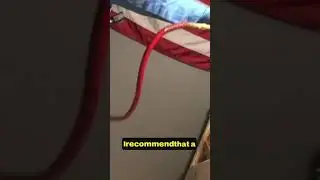 The Proper Way to Treat Bed Bugs 🐜