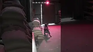 Pitbull Saves Farm From Unknown Creature 😳 | CCTV Footage #shorts#cctv#pitbull#caughtoncamera#viral