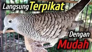Perkutut lokal gacor suara kecil pancingan super ampuh 