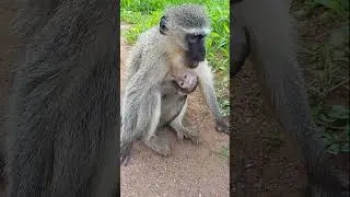 baby orphan monkey suckles from mom