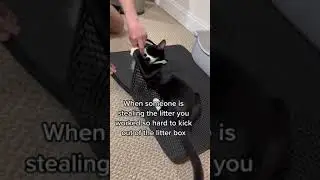 Litter mat in b&igrave;o #catsoftiktok #cats #kittycat #littermat #litterbox #litterboxhack
