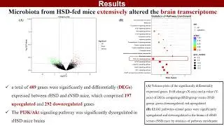 A high-salt diet induces synaptic loss and memory impairment via gut microbiota and butyrate in mice