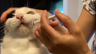 For the first time i give my cat Liquid Medicine💉💊