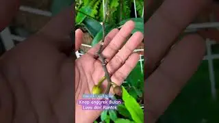 Penyebab Knop Anggrek Bulan Layu, Kuning dan Rontok #orchids #anggrek #orchidee