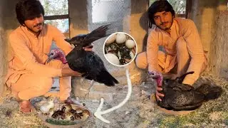 How To Start Turkey Farming, Turkey Hen Hatching Chicks, Ground Birds Farm In Punjab, Hsn