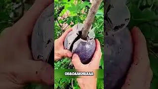 Три дня и ветка станет деревом 👍 #дача #сад #shorts
