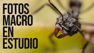 МАКРОСЪЕМКА НАСЕКОМЫХ 🐜 в студии: советы, аксессуары, освещение и как их фотографировать.