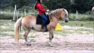 Haflinger Na&iuml;ade - vers le piaffer et le passage