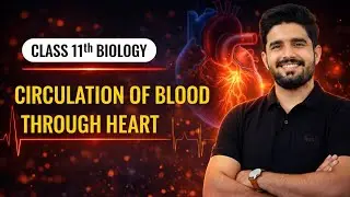Circulation of Blood Through Heart | 11t Class Biology | Ch 11 | New Syllabus 2025 (Smart Syllabus) 