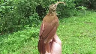 Arapa&ccedil;u-beija-flor com seu incr&iacute;vel e diferente bico
