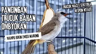 Trucukan Gacor ROPEL PANJANG Saat Subuh COCOK untuk Pancingan Trucuk BAHAN dan MASTERAN TRUCUK Paud