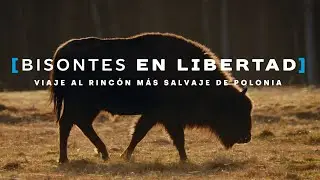 &iexcl;SAFARI DE BISONTES EN EL CORAZ&Oacute;N DE EUROPA!