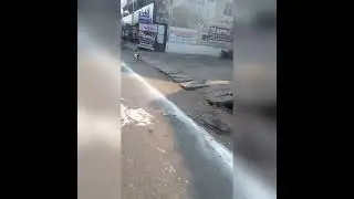 dog following me