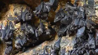 Wild Bats