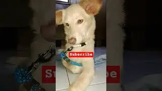 Kamchor dog 🐕🤣 #doglover #dog9.1K #cutedog #dogfunny #dogshorts ##puppyvideos #voiceover