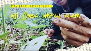Umpan mancing  alami buktikan sendiri  #mancing #petualangan #umpanmancing