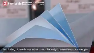 Western Blotting Filter Paper and Membranes